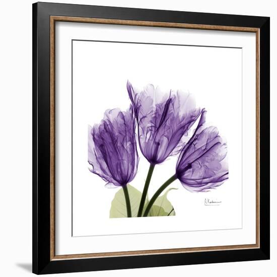 Tulips L63-Albert Koetsier-Framed Premium Giclee Print