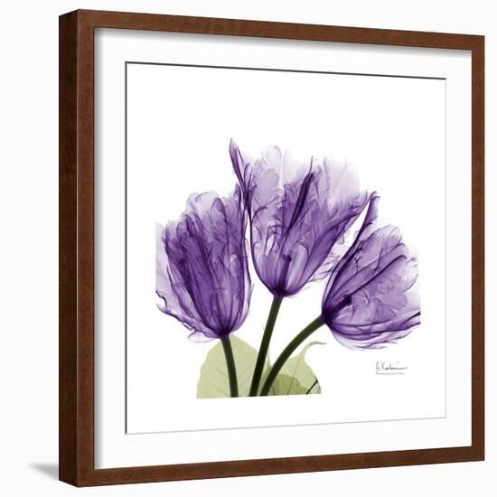 Tulips L63-Albert Koetsier-Framed Premium Giclee Print