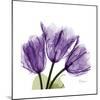 Tulips L63-Albert Koetsier-Mounted Premium Giclee Print