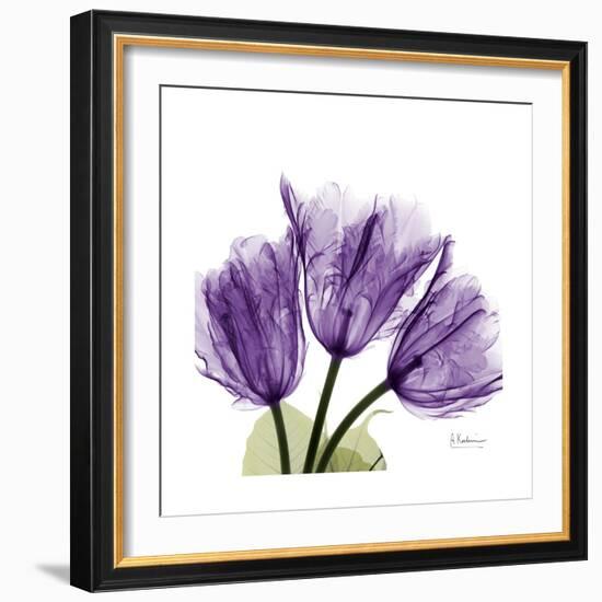 Tulips L63-Albert Koetsier-Framed Premium Giclee Print