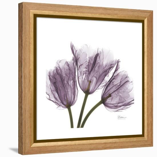 Tulips Lavender-Albert Koetsier-Framed Stretched Canvas