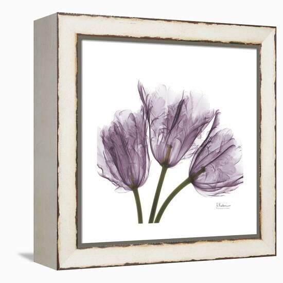 Tulips Lavender-Albert Koetsier-Framed Stretched Canvas