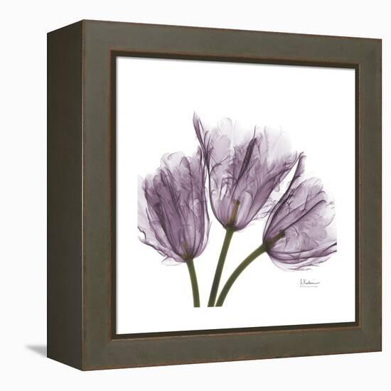 Tulips Lavender-Albert Koetsier-Framed Stretched Canvas