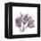 Tulips Lavender-Albert Koetsier-Framed Stretched Canvas