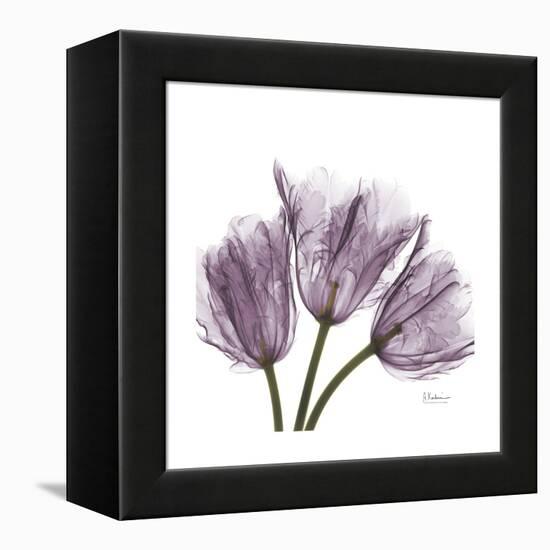 Tulips Lavender-Albert Koetsier-Framed Stretched Canvas