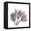 Tulips Lavender-Albert Koetsier-Framed Stretched Canvas