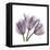 Tulips Lavender-Albert Koetsier-Framed Stretched Canvas