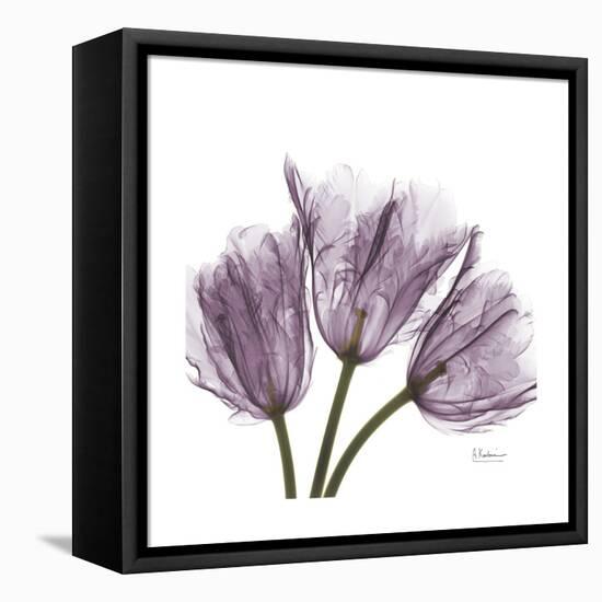 Tulips Lavender-Albert Koetsier-Framed Stretched Canvas