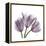 Tulips Lavender-Albert Koetsier-Framed Stretched Canvas