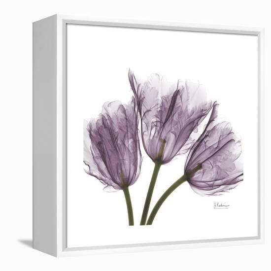 Tulips Lavender-Albert Koetsier-Framed Stretched Canvas