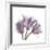 Tulips Lavender-Albert Koetsier-Framed Premium Giclee Print
