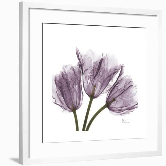 Tulips Lavender-Albert Koetsier-Framed Premium Giclee Print