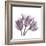 Tulips Lavender-Albert Koetsier-Framed Premium Giclee Print