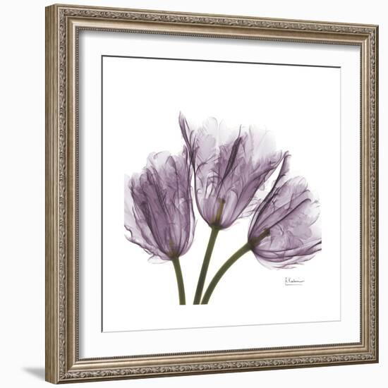 Tulips Lavender-Albert Koetsier-Framed Premium Giclee Print