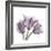 Tulips Lavender-Albert Koetsier-Framed Premium Giclee Print