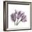 Tulips Lavender-Albert Koetsier-Framed Premium Giclee Print
