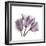 Tulips Lavender-Albert Koetsier-Framed Premium Giclee Print