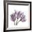 Tulips Lavender-Albert Koetsier-Framed Premium Giclee Print