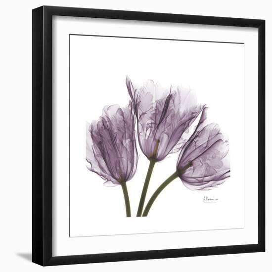 Tulips Lavender-Albert Koetsier-Framed Premium Giclee Print