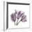 Tulips Lavender-Albert Koetsier-Framed Premium Giclee Print