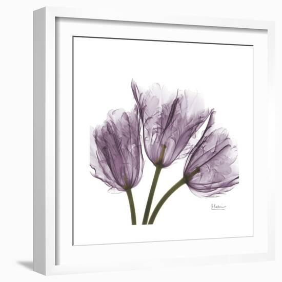 Tulips Lavender-Albert Koetsier-Framed Premium Giclee Print