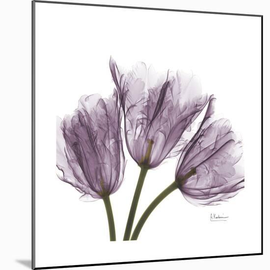 Tulips Lavender-Albert Koetsier-Mounted Premium Giclee Print