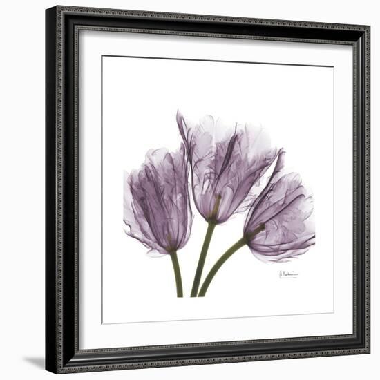 Tulips Lavender-Albert Koetsier-Framed Premium Giclee Print