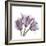 Tulips Lavender-Albert Koetsier-Framed Premium Giclee Print