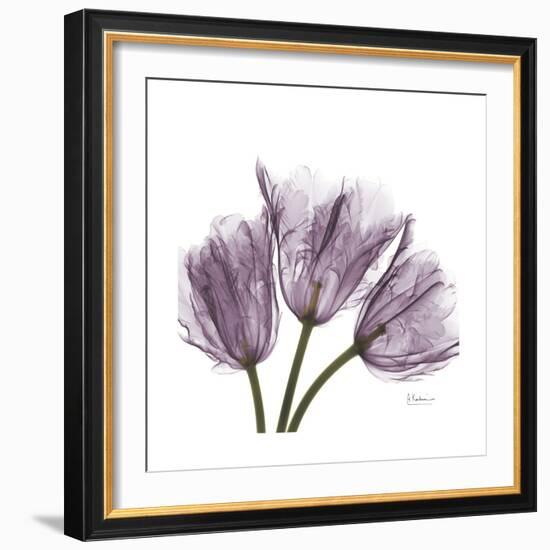 Tulips Lavender-Albert Koetsier-Framed Premium Giclee Print