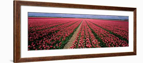 Tulips Near Alkmaar Netherlands-null-Framed Photographic Print