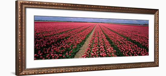 Tulips Near Alkmaar Netherlands-null-Framed Photographic Print