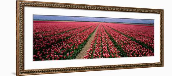 Tulips Near Alkmaar Netherlands-null-Framed Photographic Print