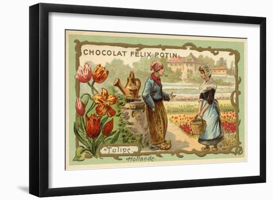 Tulips, Netherlands-null-Framed Giclee Print