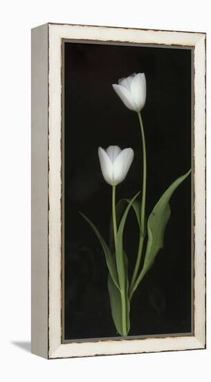 Tulips on Black Background-Anna Miller-Framed Premier Image Canvas