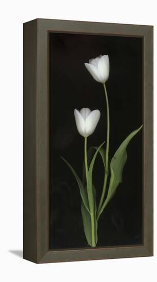 Tulips on Black Background-Anna Miller-Framed Premier Image Canvas