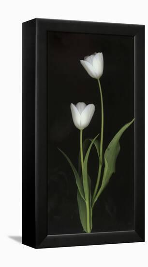 Tulips on Black Background-Anna Miller-Framed Premier Image Canvas