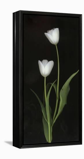 Tulips on Black Background-Anna Miller-Framed Premier Image Canvas