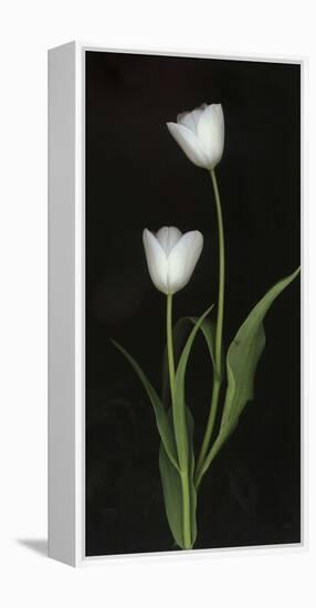 Tulips on Black Background-Anna Miller-Framed Premier Image Canvas