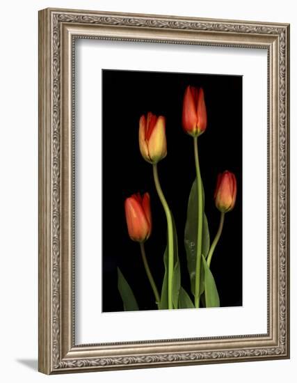 Tulips on Black Background-Anna Miller-Framed Photographic Print