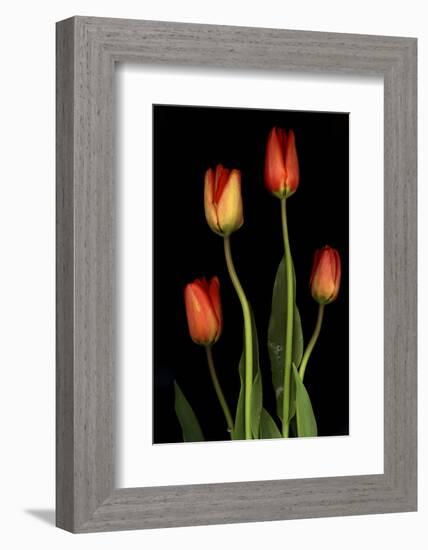 Tulips on Black Background-Anna Miller-Framed Photographic Print