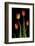 Tulips on Black Background-Anna Miller-Framed Photographic Print