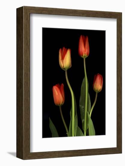 Tulips on Black Background-Anna Miller-Framed Photographic Print