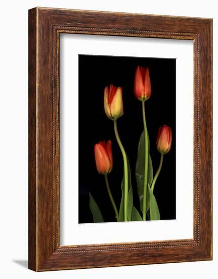 Tulips on Black Background-Anna Miller-Framed Photographic Print