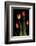 Tulips on Black Background-Anna Miller-Framed Photographic Print