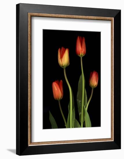 Tulips on Black Background-Anna Miller-Framed Photographic Print