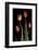 Tulips on Black Background-Anna Miller-Framed Photographic Print