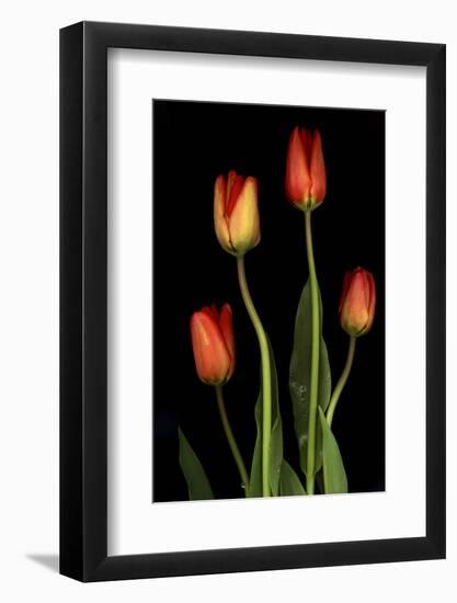 Tulips on Black Background-Anna Miller-Framed Photographic Print