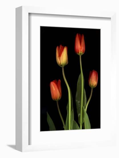 Tulips on Black Background-Anna Miller-Framed Photographic Print