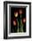 Tulips on Black Background-Anna Miller-Framed Photographic Print