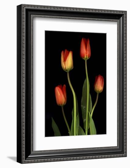 Tulips on Black Background-Anna Miller-Framed Photographic Print